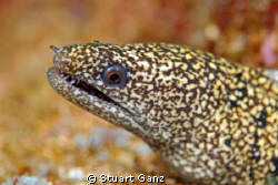 Moray eel. by Stuart Ganz 